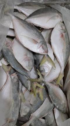 PALOMBETA 5/6 PC BRASIL SUL CX15KG