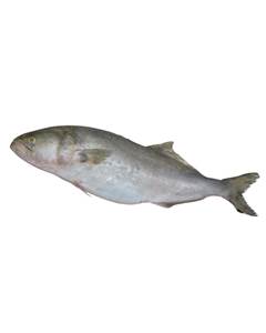 ANCHOVA INT 1KG UP LCA CX 20KG