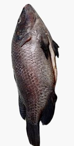 TILAPIA EVISC ESCAMADA CX 20KG
