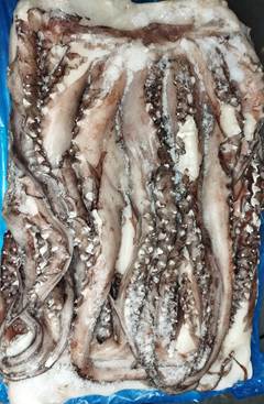 TENTACULOS DE LULA 1/2KG GIGAS SC20KG