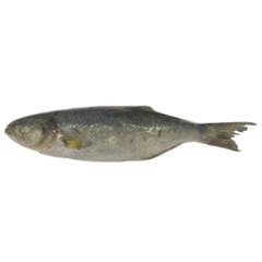 ANCHOVA 500/700 CX 15KG