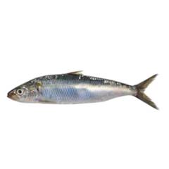SARDINHA 8/10 PC CX 15KG