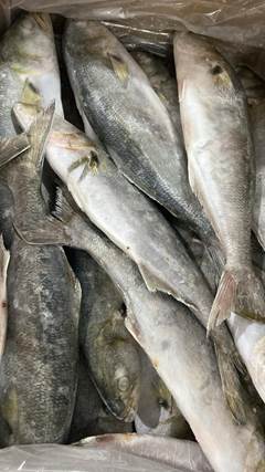 ANCHOVA INT 700/1000 CX 10 KG