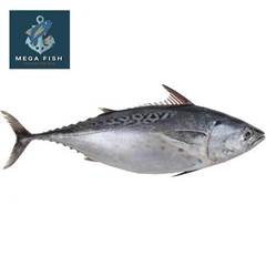 BONITO INT 2.5/5 KG UP SC RAFIA