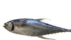 ATUM EVISC C/CABECA 5/8 KG UP