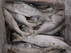 ANCHOVA 500/700 LEARDINI CX 17 KG