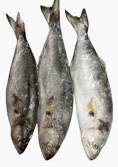 ANCHOVA 800 UP CX 15KG
