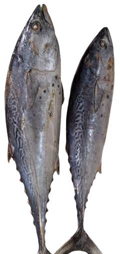 BONITO LISTRADO EVISC 1,5/4 KG SC RAFIA