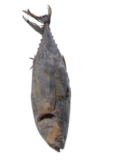 ATUM EVISC 2/8 KG SACO RAFIA