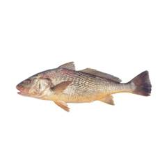 CORVINA 2KG UP BENDITO PX CX 15KG