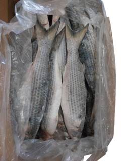 TAINHA INT 1.000 KG UP CX 15KG