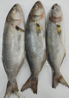 ANCHOVA 300/500 LAGUBRAS CX 15KG