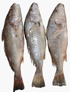 CORVINA 1000/2000KG NUTRIPEIXE CX15KG