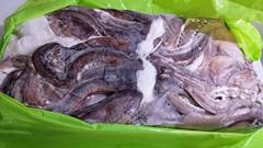 TENTACULOS DE LULA 1/2KG SACO 21KG