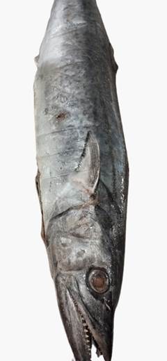 CAVALA BRANCA EVISC 5KG UP SC RAFIA