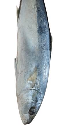 OLHETE INT 2/5 KG SACO RAFIA