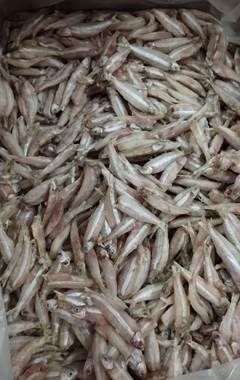 MANJUBA INT NUTRIMARES CX 15KG