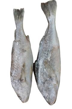 CORVINA INT 1000 UP LEAL SANTOS CX15KG