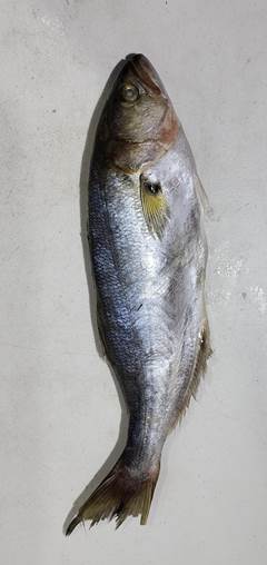 ANCHOVA 400/500 LAGO PESCA CX 15KG