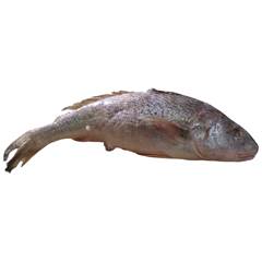 CORVINA 2KG UP PHILIMAR CX 20KG