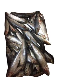 SARDINHA 10/12PC CAIS ATLANT CX15KG