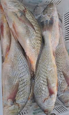 CORVINA 1000KG UP LEAL SANTOS CX 15KG