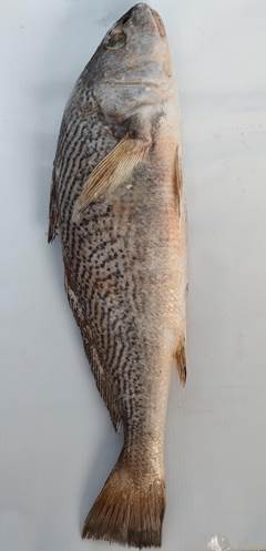 CORVINA INT 1/2KG BENDITO PX CX15KG