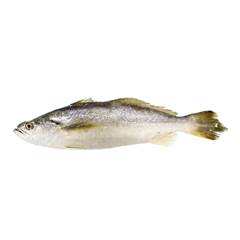 PESCADA INTEIRA 400/600 BENDITO PEIXE CAIXA 15KG
