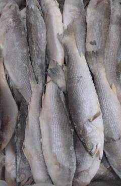 PESCADA INTEIRA 400/600 BENDITO PEIXE CAIXA 15KG