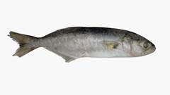 ANCHOVA 300/500 FEMEPE CX 15KG
