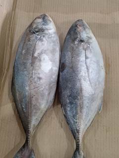 XERELETE 2/3 PEÇAS MAR & MAR CX 15KG