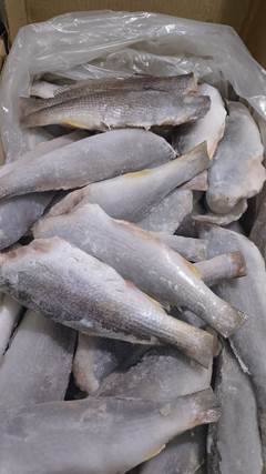 PESCADA EVISC 1/2 PC BENDITO PEIXE CX 15KG