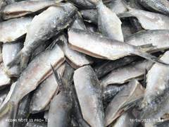 SARDINHA LAGE EVISCERADA 10/12 PECAS FEMEPE CX 15KG