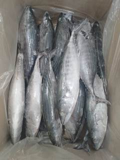 SERRINHA INTEIRA 700/1000 LAGO PESCA CX 15KG