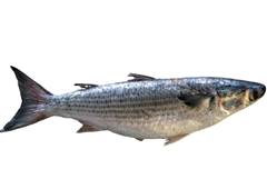 TAINHA INTEIRA 1.000KG UP BRASIL SUL CX 15KG