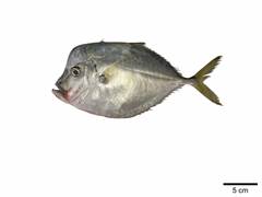 PEIXE GALO INT 3/4 PC AMIPESCA CX 15KG