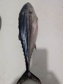 SERRINHA INTEIRA 1000/2000UP SACO RAFIA KG