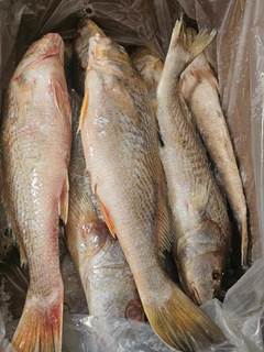 CORVINA 1/2KG LEARDINI CX 17KG