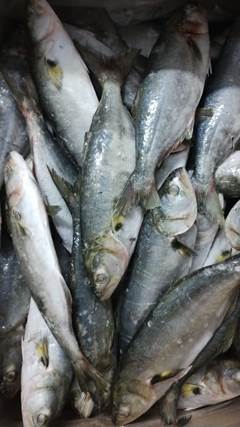 ANCHOVA INTEIRA 300/500 LEARDINI CX 17KG