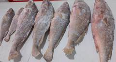 CORVINA INTEIRA 2000UP SACO RAFIA 20KG