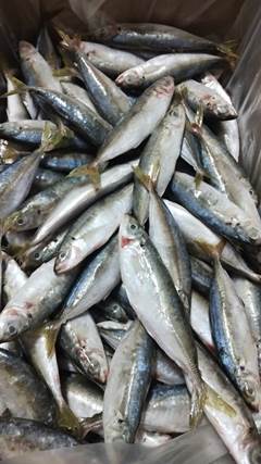 SARDINHA INTEIRA 8/10 PECAS CAIS ATLANTICO CX 15KG
