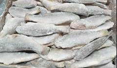 PESCADA EVISCERADA 7/10 PECAS LEAL SANTOS CX 15KG