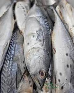 BONITO INT 800/2000KG CX 10KG