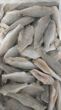 CORVINA EVISCERADA 5/7 PECAS IDEAL CX 10KG