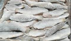 ANCHOVA EVISC LEARDINI CX 17KG