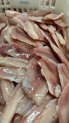 FILE DE TILAPIA GRANEL 2X5KG CX 10KG