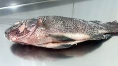 TILAPIA EVISCERADA SEM ESCAMAS 950UP CX 18,14 KG