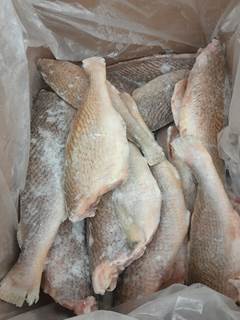 CORVINA EVISCERADA 2/4 PECAS LEARDINI CX 11KG
