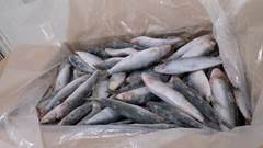 SARDINHA INTEIRA 7/10 PECAS  LEAL SANTOS CX 15KG