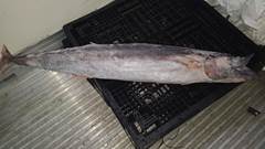 CAVALA IPIM EVISCERADA 10/20KG SACO RAFIA